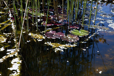 Deutschland, Bayern, Würzburg, Reeds in pond - NDF000368