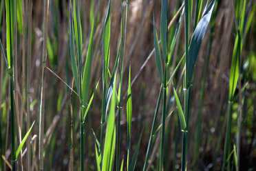 Deutschland, Würzburg, Gras im Garten im Frühling, Nahaufnahme - NDF000369