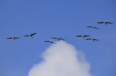 Germany, Mecklenburg Vorpommern, View of birds flying in sky - JTF000363
