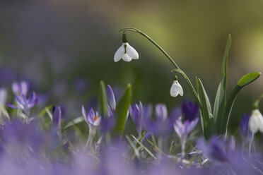 Germany, Baden Wurttemberg, Galanthus and Crocus flowers - BSTF000037