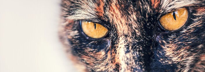 Spain, Close up of cats eye - WVF000334