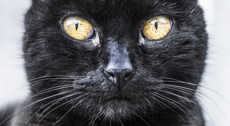 Spain, Close up of cat - WVF000333