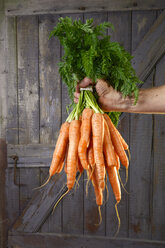 Germany, Farmer holding bunch of carrots - ONF000155