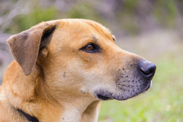 Blackmouth Cur Dog, close up - ABAF000833