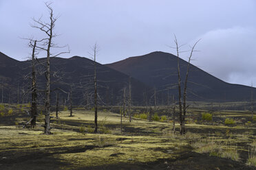 Russia, View of Tolbachik volcano near dead forest - RM000508