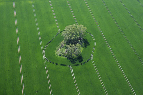 Deutschland, Blick auf grüne Wiese und Baum bei Harburg - FBF000002