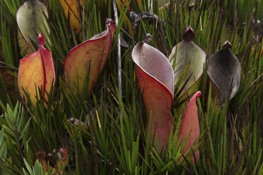 Venezuela, Heliamphora nutans plants at Roraima Tepui - RM000584