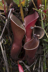 Venezuela, Heliamphora nutans-Pflanzen am Roraima Tepui - RM000585