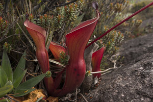 Venezuela, Heliamphora nutans-Pflanzen am Roraima Tepui - RM000586