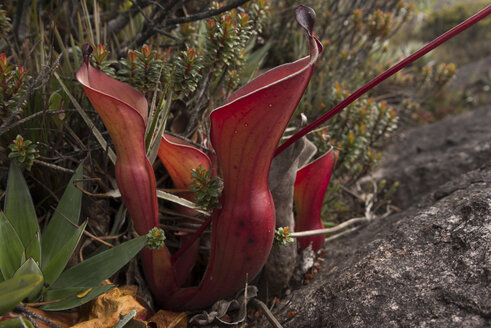 Venezuela, Heliamphora nutans plants at Roraima Tepui - RM000586