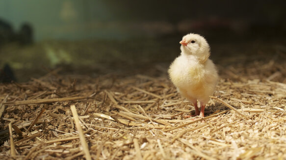 Deutschland, Baden Württemberg, Huhn mit Blick nach oben - MH000170