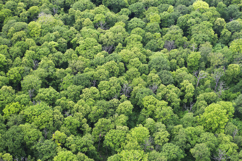 Deutschland, Blick auf den Wald bei Oppin - FBF000025