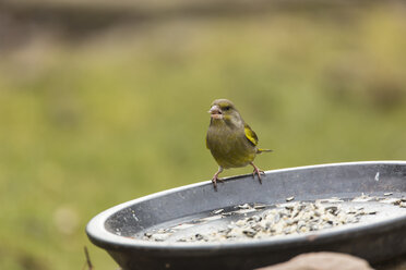 Germany, Hesse, Greenfinch on bird feeder - SR000001