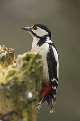 Germany, Hesse, Great Spotted Woodpecker perching on tree trunk - SR000003