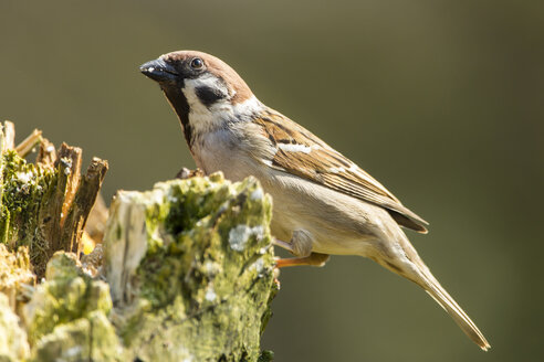 Germany, Hesse, Tree sparrow perching on tree trunk - SR000005
