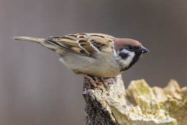 Germany, Hesse, Tree sparrow perching on tree trunk - SR000012
