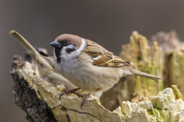 Germany, Hesse, Tree Sparrow perching on tree trunk - SR000013