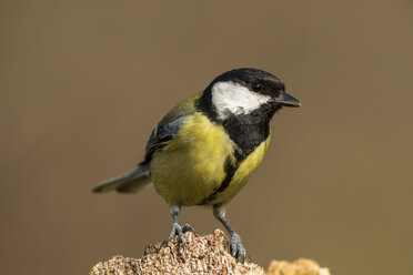 Germany, Hesse, Great Tit perching on tree trunk - SR000016