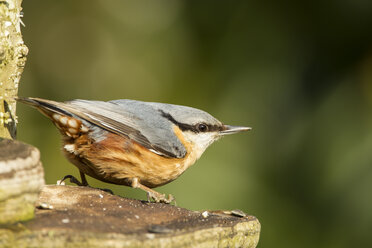 Germany, Hesse, Nuthatch bird looking away - SR000017