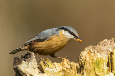 Germany, Hesse, Nuthatch bird holding worm in mouth - SR000023
