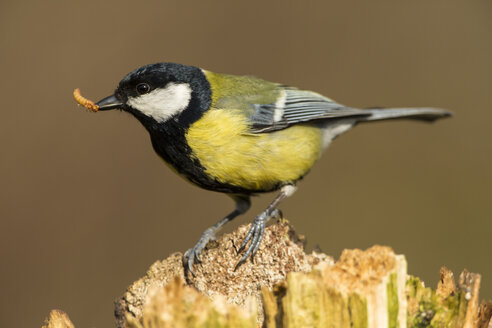 Germany, Hesse, Great tit holding worm in mouth - SR000024