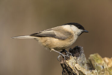 Germany, Hesse, Marsh tit perching on tree trunk - SR000019