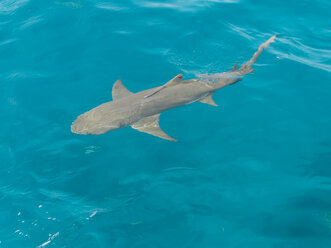 Bahamas, Zitronenhai schwimmt im Wasser - GNF001264