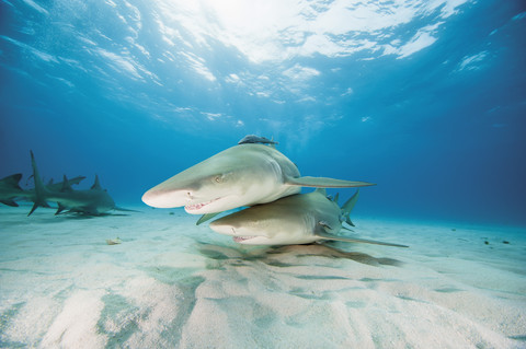 Bahamas, Zitronenhaie im Atlantischen Ozean, lizenzfreies Stockfoto