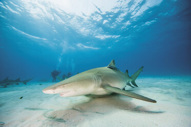 Bahamas, Zitronenhai im Atlantischen Ozean - GNF001248