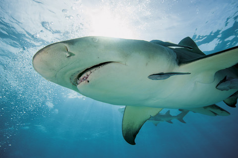 Bahamas, Zitronenhai im Atlantischen Ozean, lizenzfreies Stockfoto