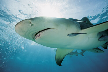 Bahamas, Zitronenhai im Atlantischen Ozean - GNF001249