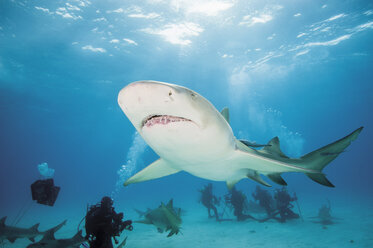 Bahamas, Taucher entdecken mit atlantischem Zitronenhai - GNF001250