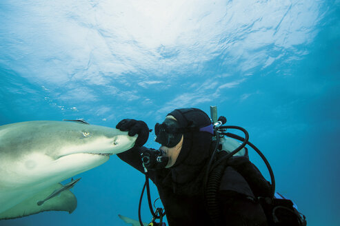 Bahamas, Diver playing with atlantic lemon shark - GNF001251