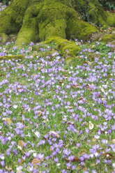 Deutschland, Krokusblüten - JTF000371