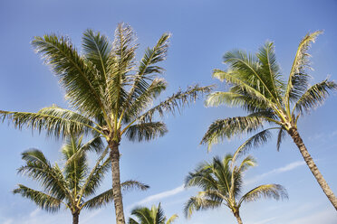 USA, Hawaii, View of palm trees against sky - SKF001247