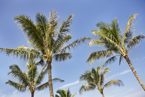 USA, Hawaii, Blick auf Palmen gegen den Himmel - SKF001247
