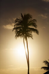 USA, Hawaii, View of palm trees against sky - SKF001258