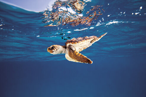 Bahamas, Schildkröte im Meer - GN001254