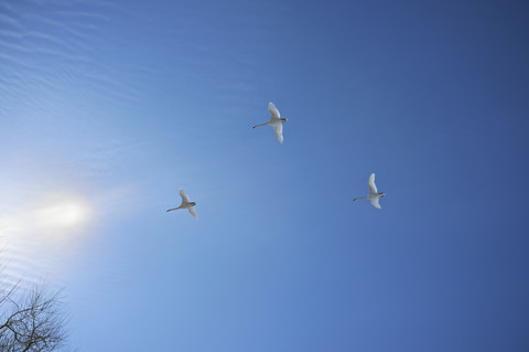 Germany, View of swans flying in blue sky stock photo