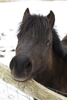 Germany, Shetland pony at fence during winter - TKF000128