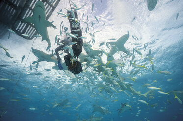 Bahamas, Taucher zwischen Zitronenhaien am Bahana-Ufer - GNF001262