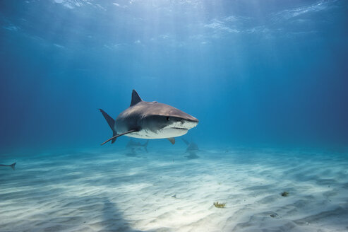 Bahamas, Tiger shark at Bahama Bank - GNF001257