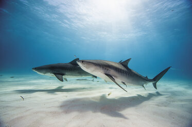 Bahamas, Tigerhaie bei Bahama Bank - GNF001258