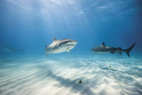 Bahamas, Tiger sharks at Bahama Bank - GNF001261