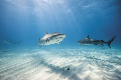Bahamas, Tigerhaie bei Bahama Bank - GNF001261