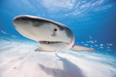 Bahamas, Zitronenhai im Meer - GNF001260