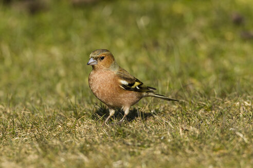 Germany, Hesse, Chaffinch bird perching on grass - SR000025