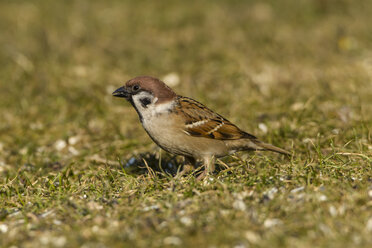 Germany, Hesse, Sparrow perching on grass - SR000026