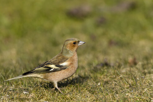 Germany, Hesse, Chaffinch bird perching on grass - SR000040