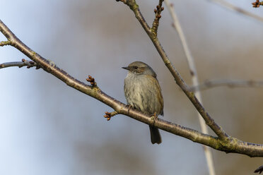 Germany, Hesse, Dunnock perching on branch - SRF000041